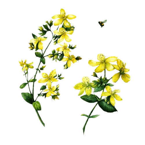 St. John’s Wort