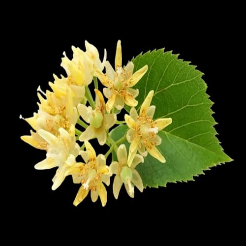 Linden Flower