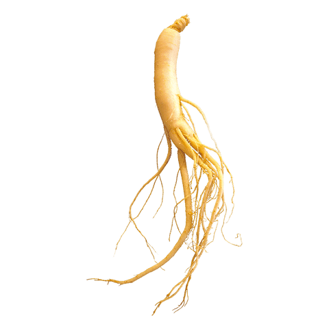 Panax Ginseng