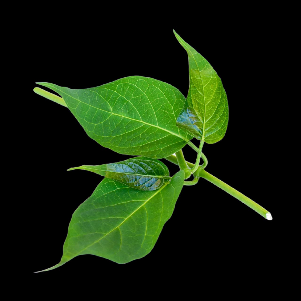 Gymnema Sylvestre