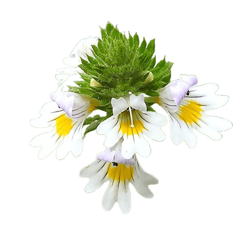 Eyebright Extract