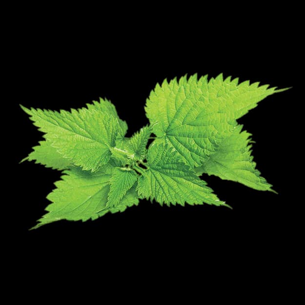 Nettle Root Extract