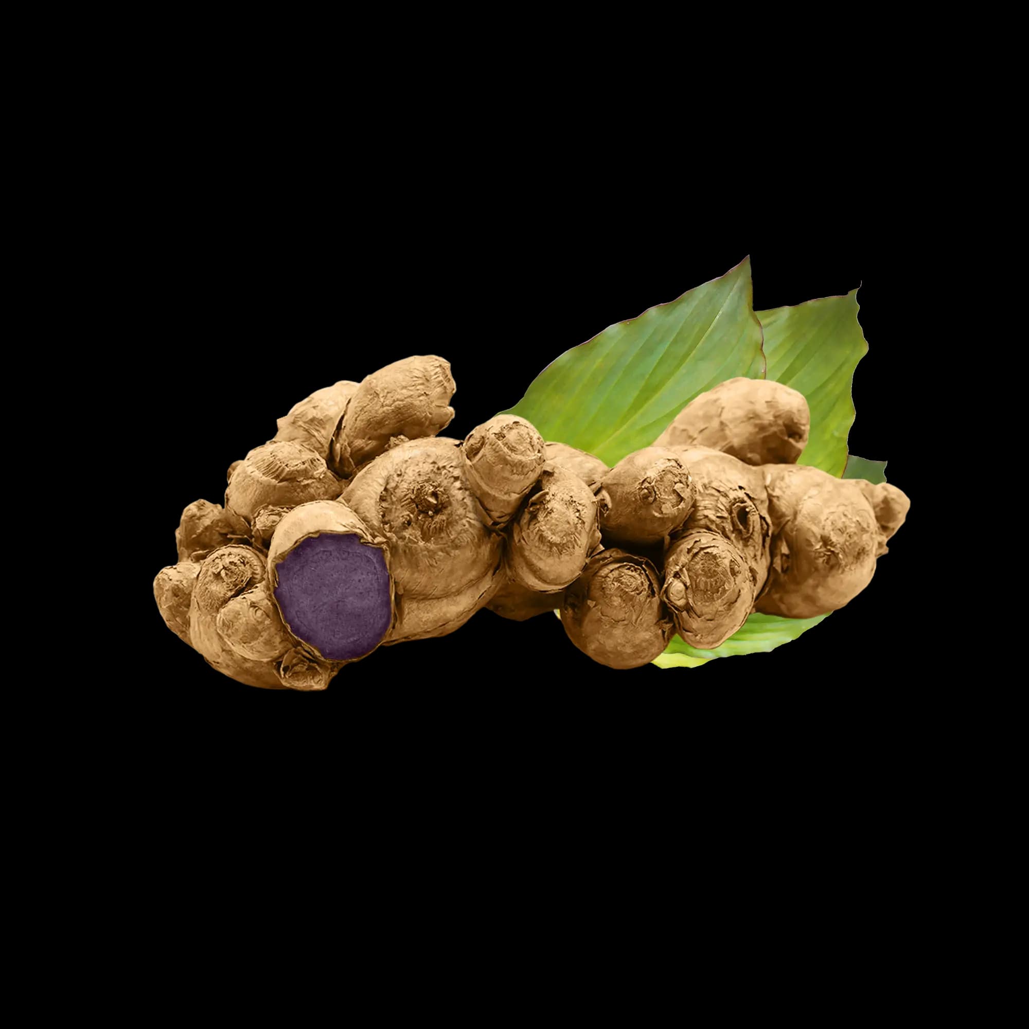 Black Ginger Extract