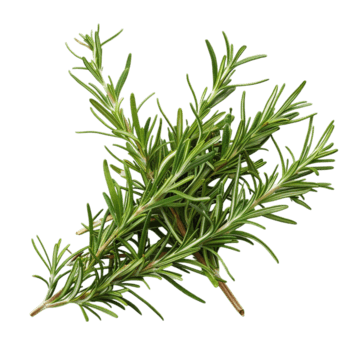 Rosemary Leaf Extract