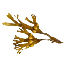 Bladderwrack