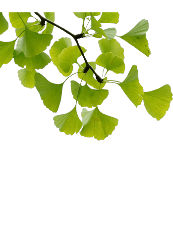 Ginkgo Biloba Leaf