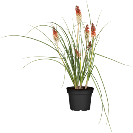 Uvaria Rufa Blume Extract