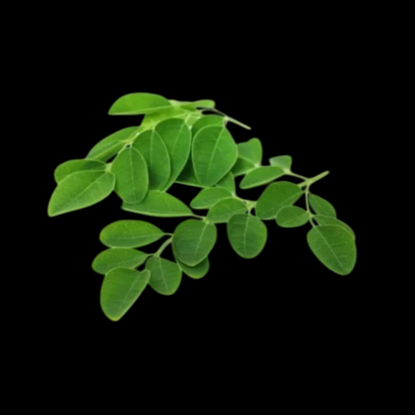 Moringa Leaf