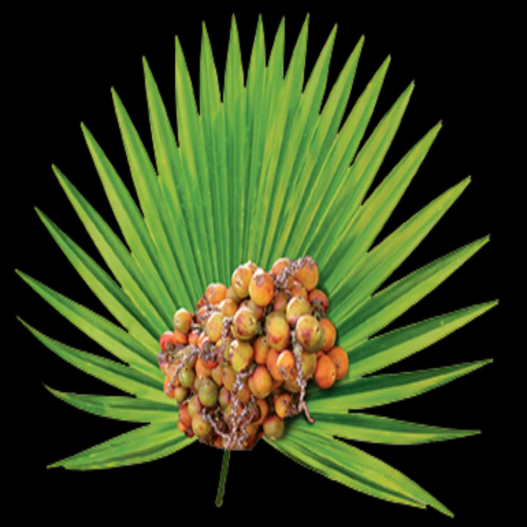 Saw Palmetto