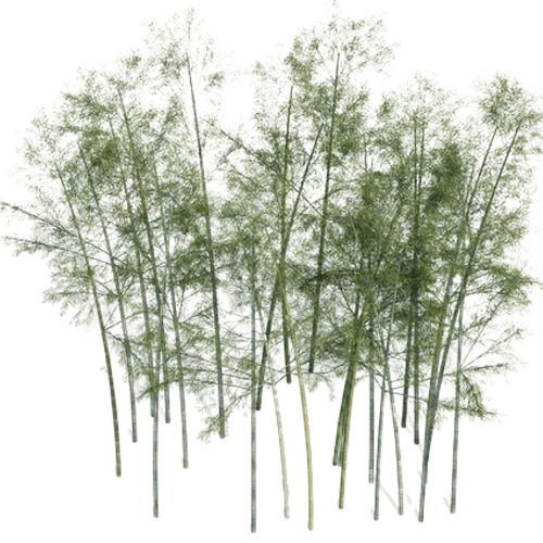 Phyllostachys Edulis