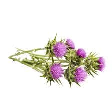 Milk Thistle