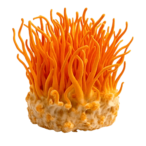 Cordyceps Mushroom