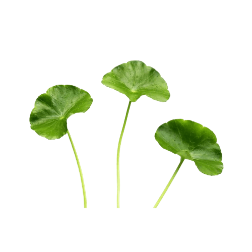 Gotu Kola Leaf