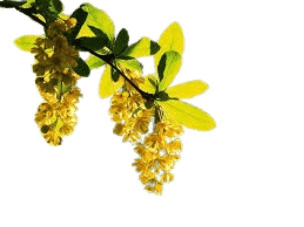 Berberine Extract