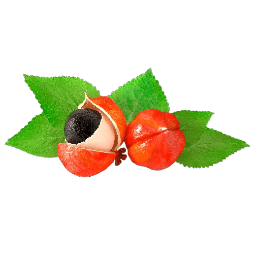 Guarana