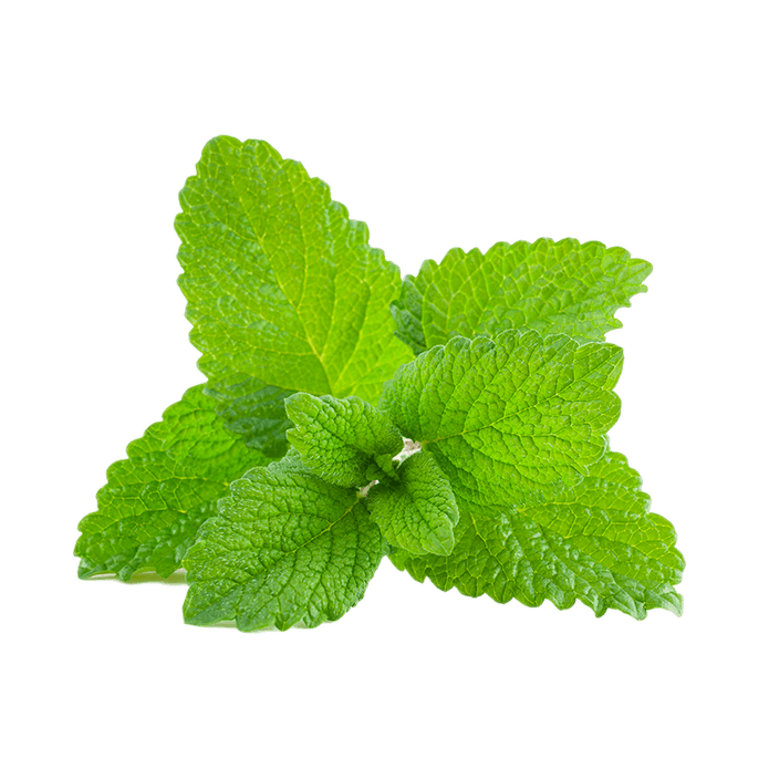 Lemon Balm Leaf