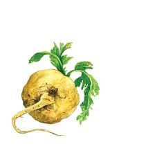 Maca Root