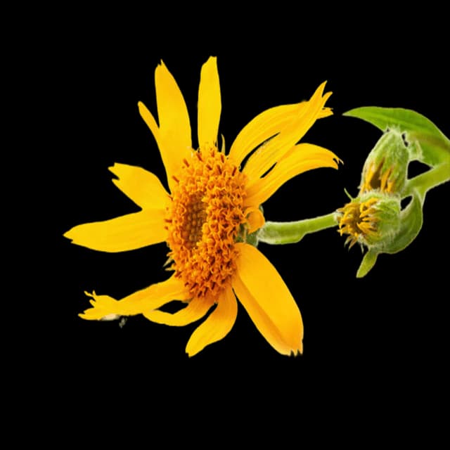 Arnica