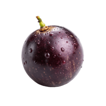 Jaboticaba