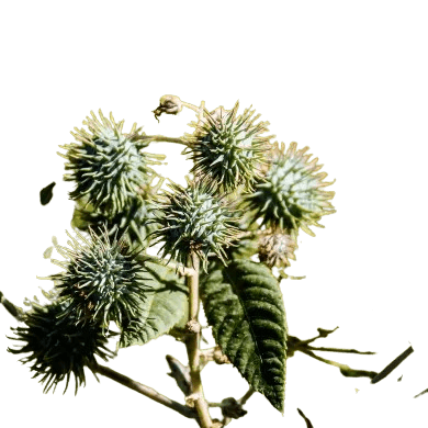 Castor Oil