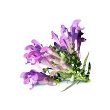 Skullcap