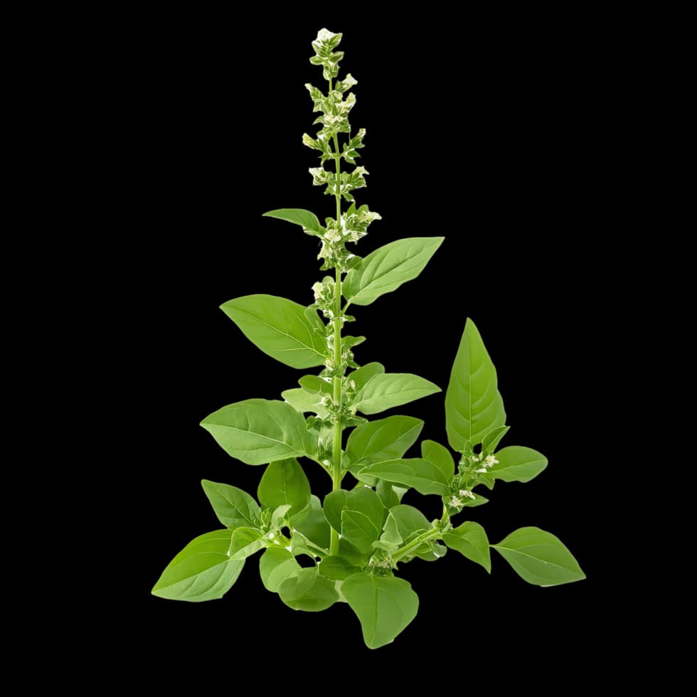 Ocimum sanctum