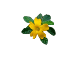 Damiana