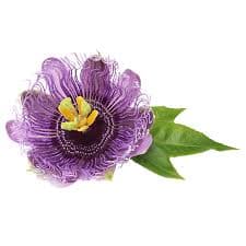Passiflora incarnata