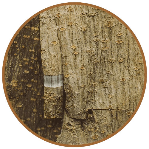 Eucommia Bark