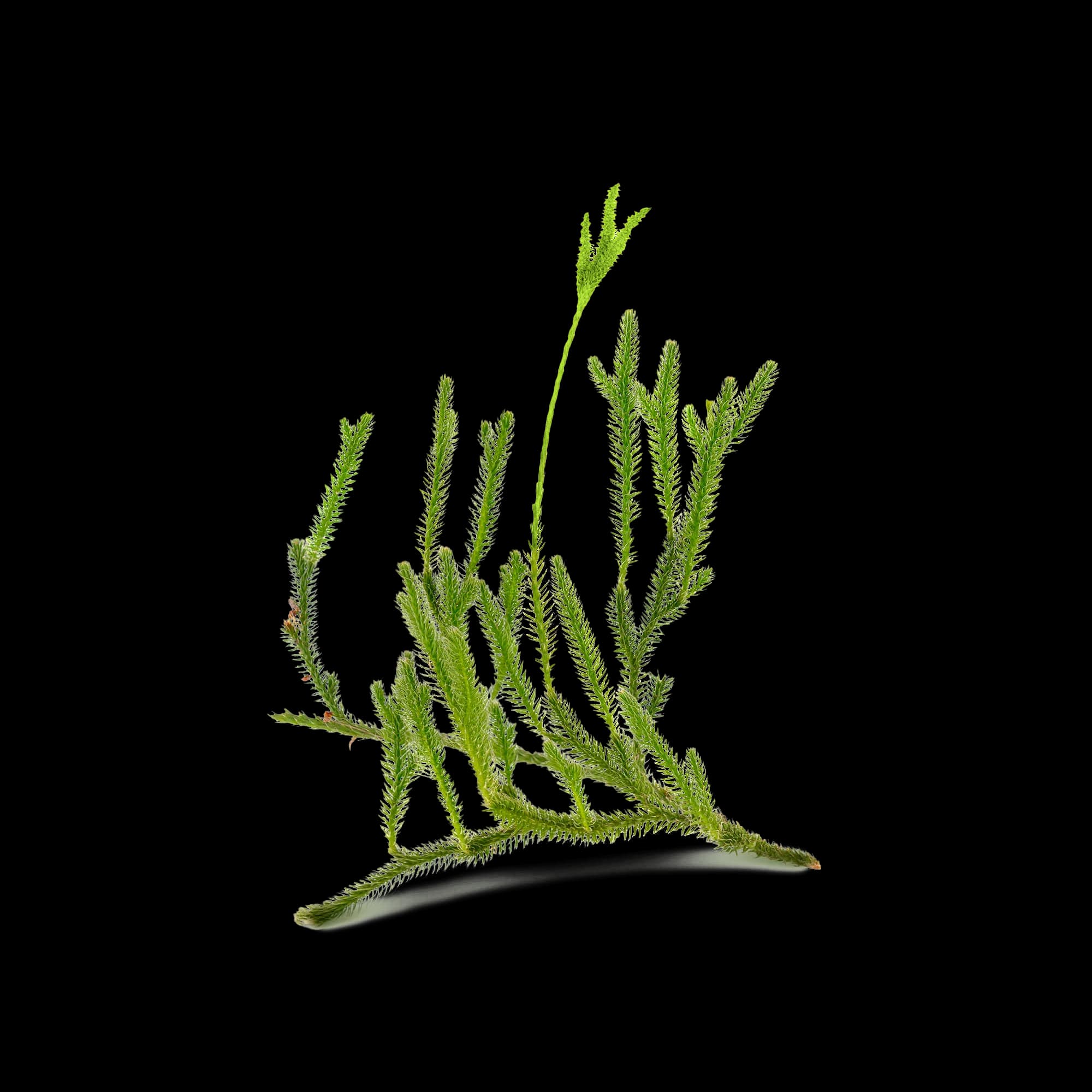 Huperzia Serrata