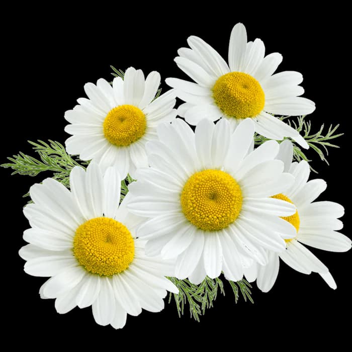 Chamomile Flower