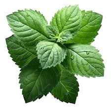 Mentha piperita