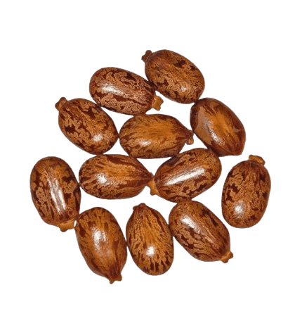 Dodder Seed