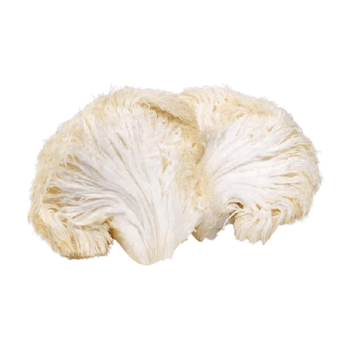 Organic Lion’s Mane Mushroom