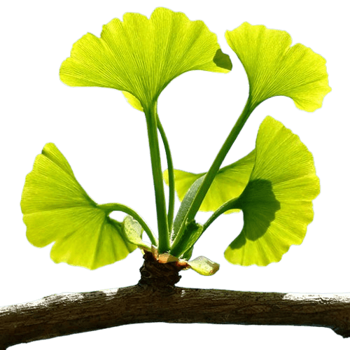 Gingko Biloba