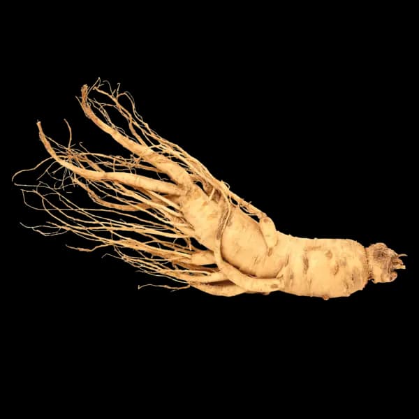 Ginseng Root