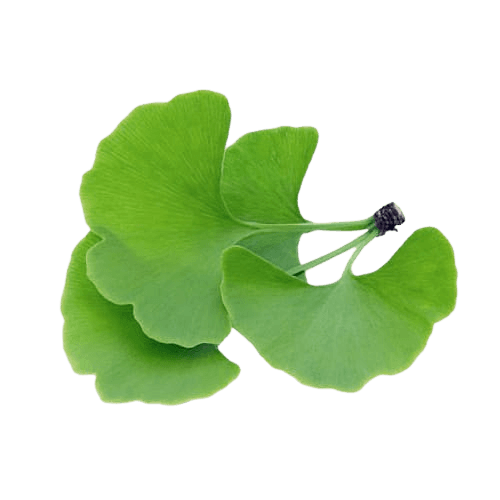 Ginkgo Biloba