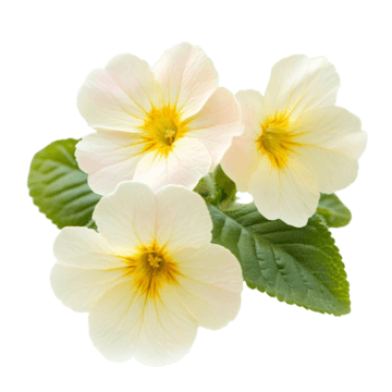 Evening Primrose Oil