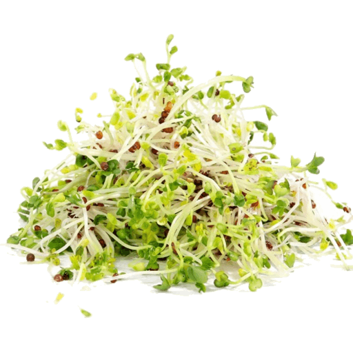 Broccoli Sprouts
