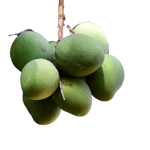 African Mango