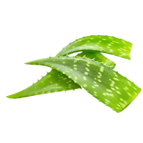 Aloe Vera Extract