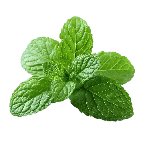 Peppermint Leaf