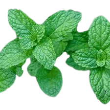 Peppermint