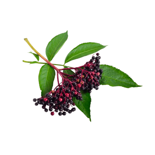 Elderberry Extract