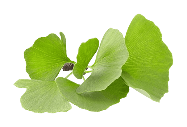 Ginkgo Biloba