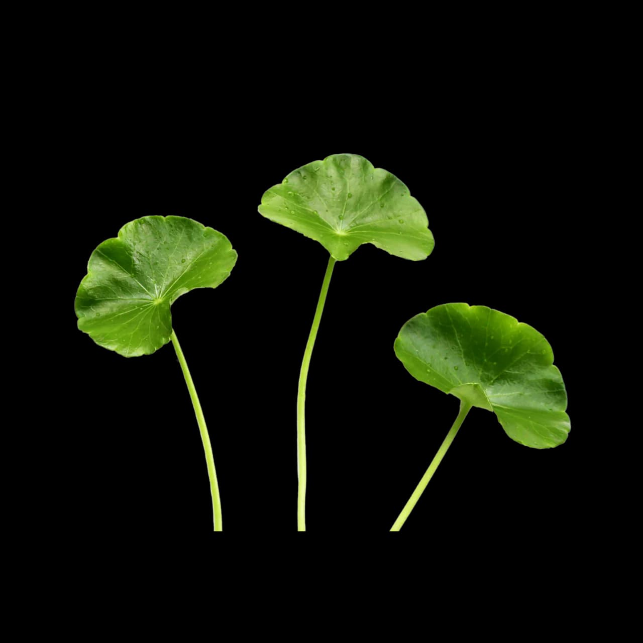 Gotu Kola