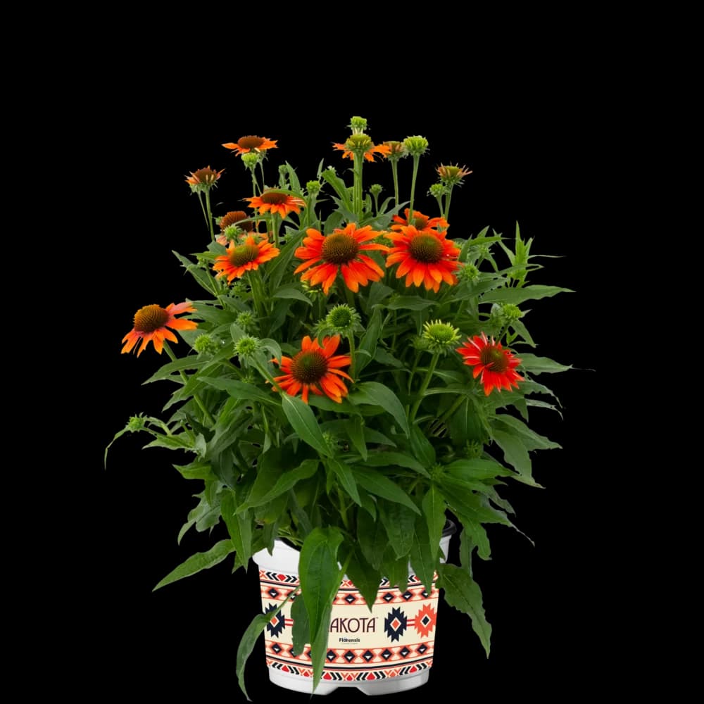 Echinacea Purpurea
