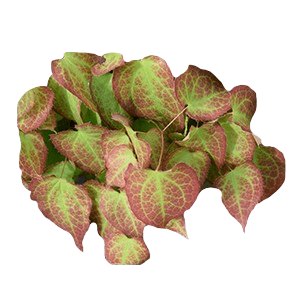Horny Goat Weed