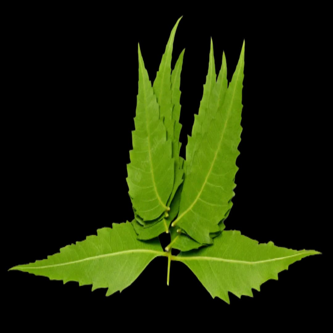 Neem Extract