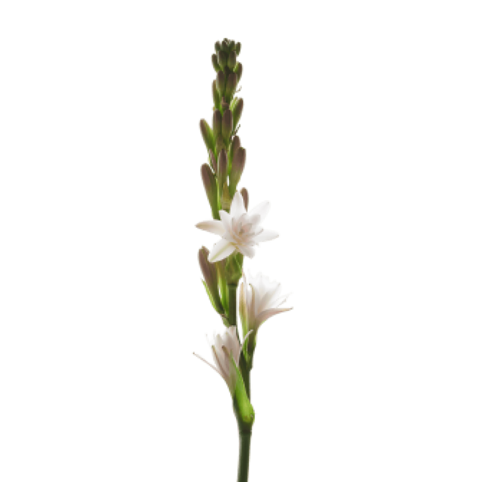 Angelica Gigas
